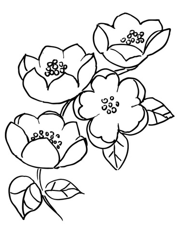 Apple Blossom Branch  Coloring Page